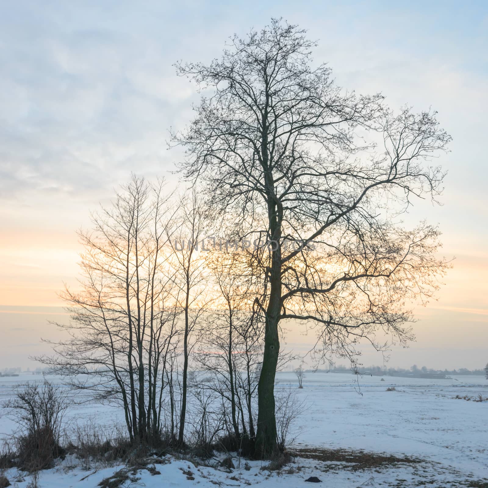 old big tree on color background with blue sky, nature series