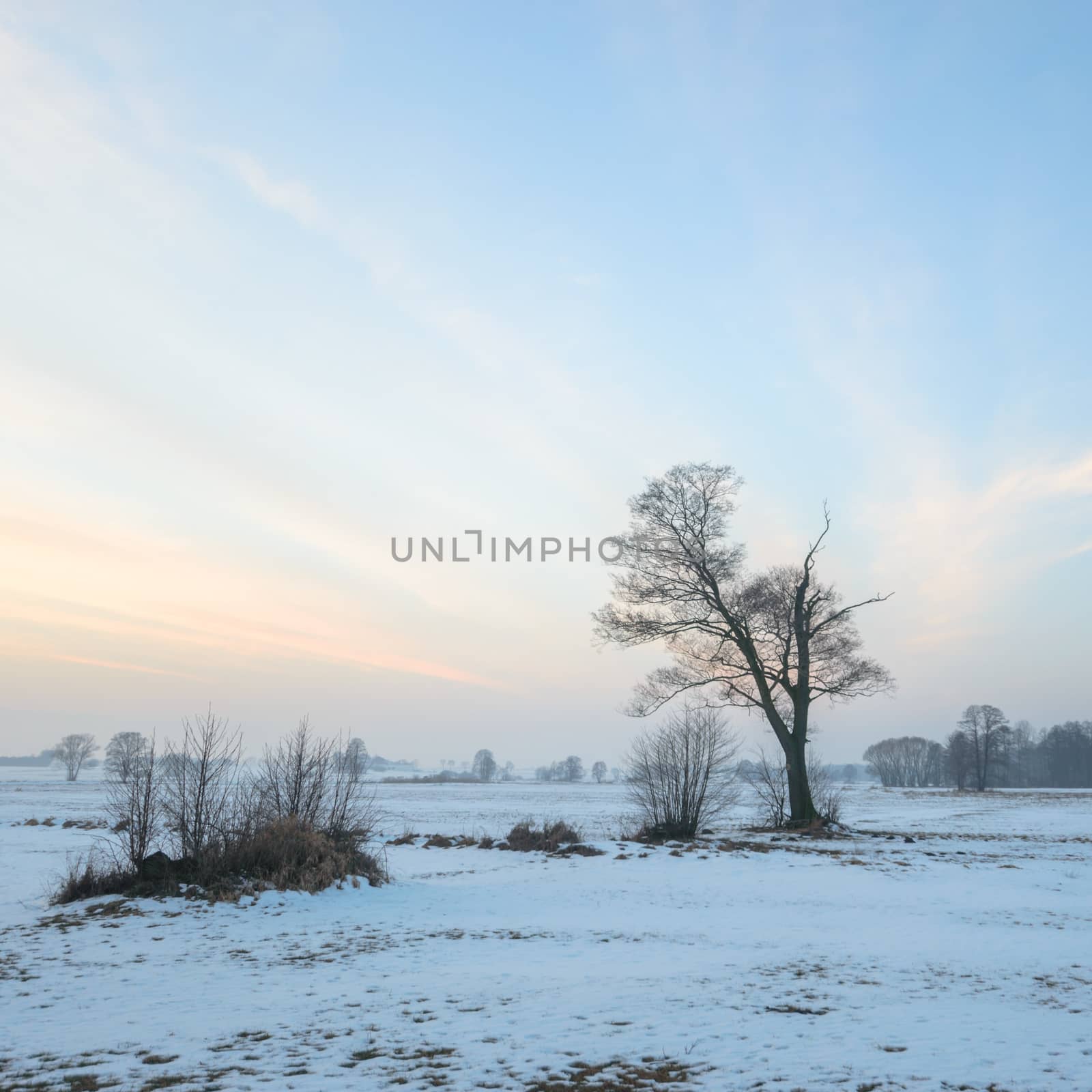 old big tree on color background with blue sky, nature series