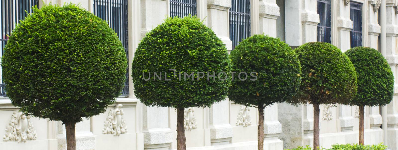 Beautifully maintained decorative plants on display in the garden