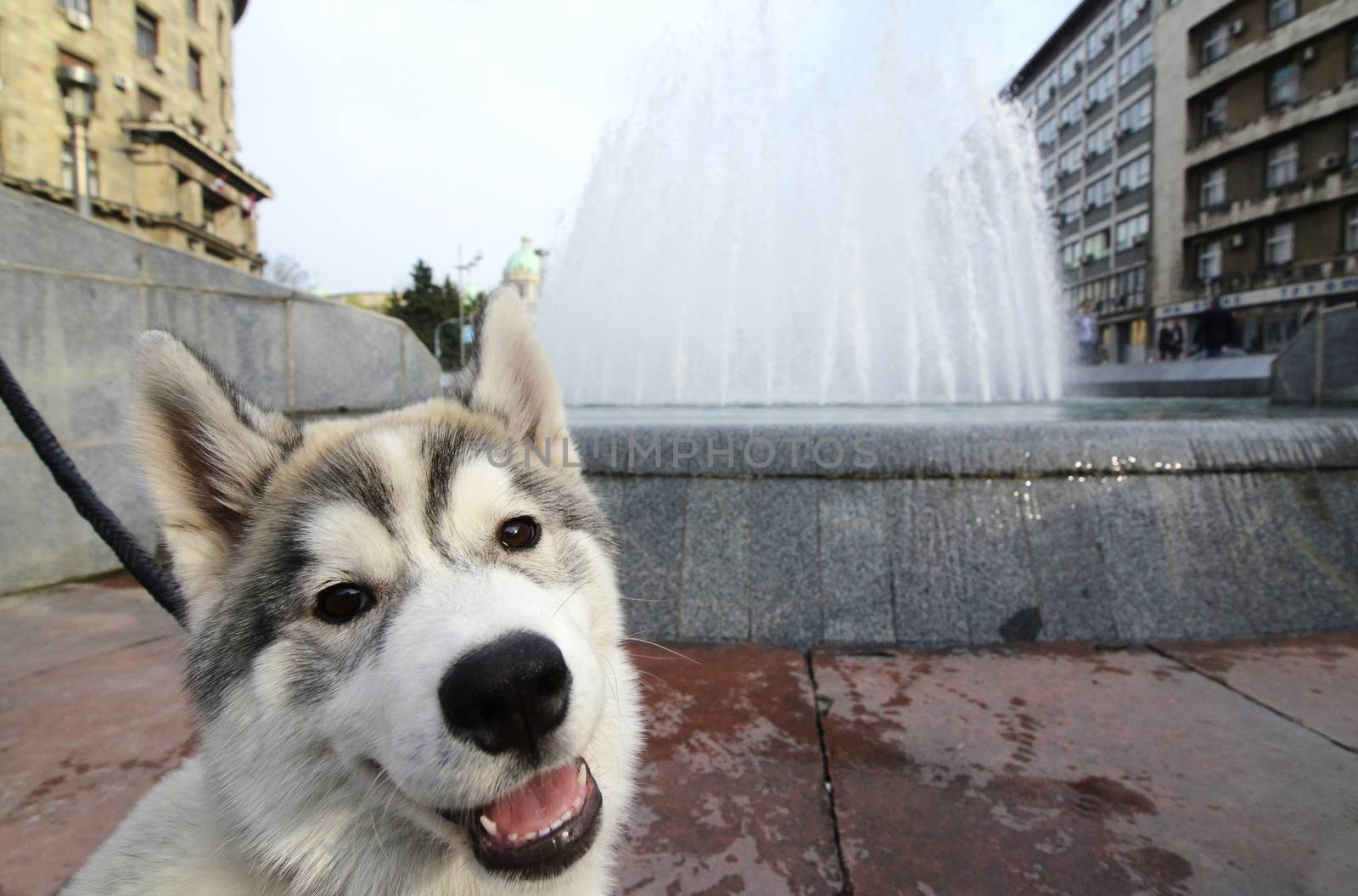 Cute Dog standing in front of fountain