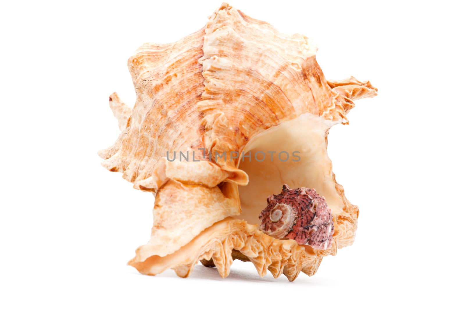 Sea shell studio quality white background