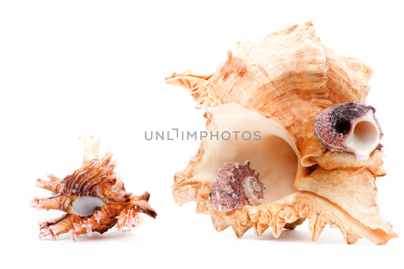 Sea shell studio quality white background