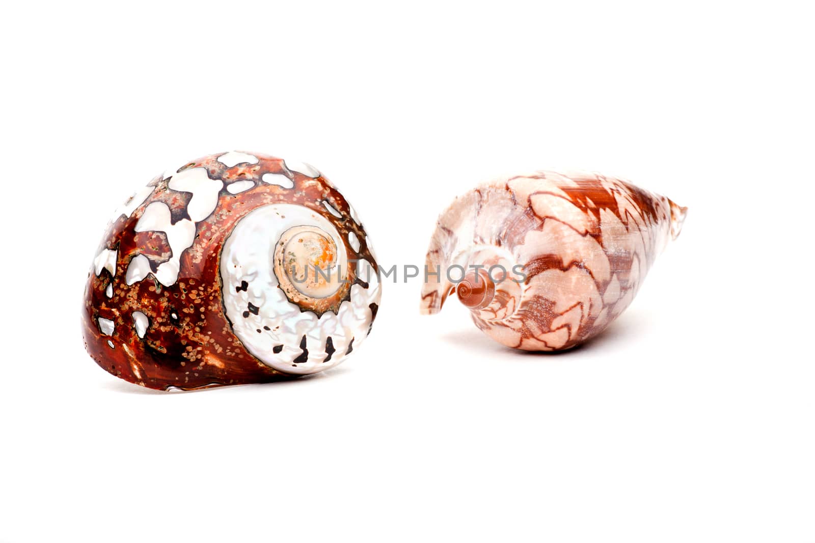 Sea shell studio quality white background