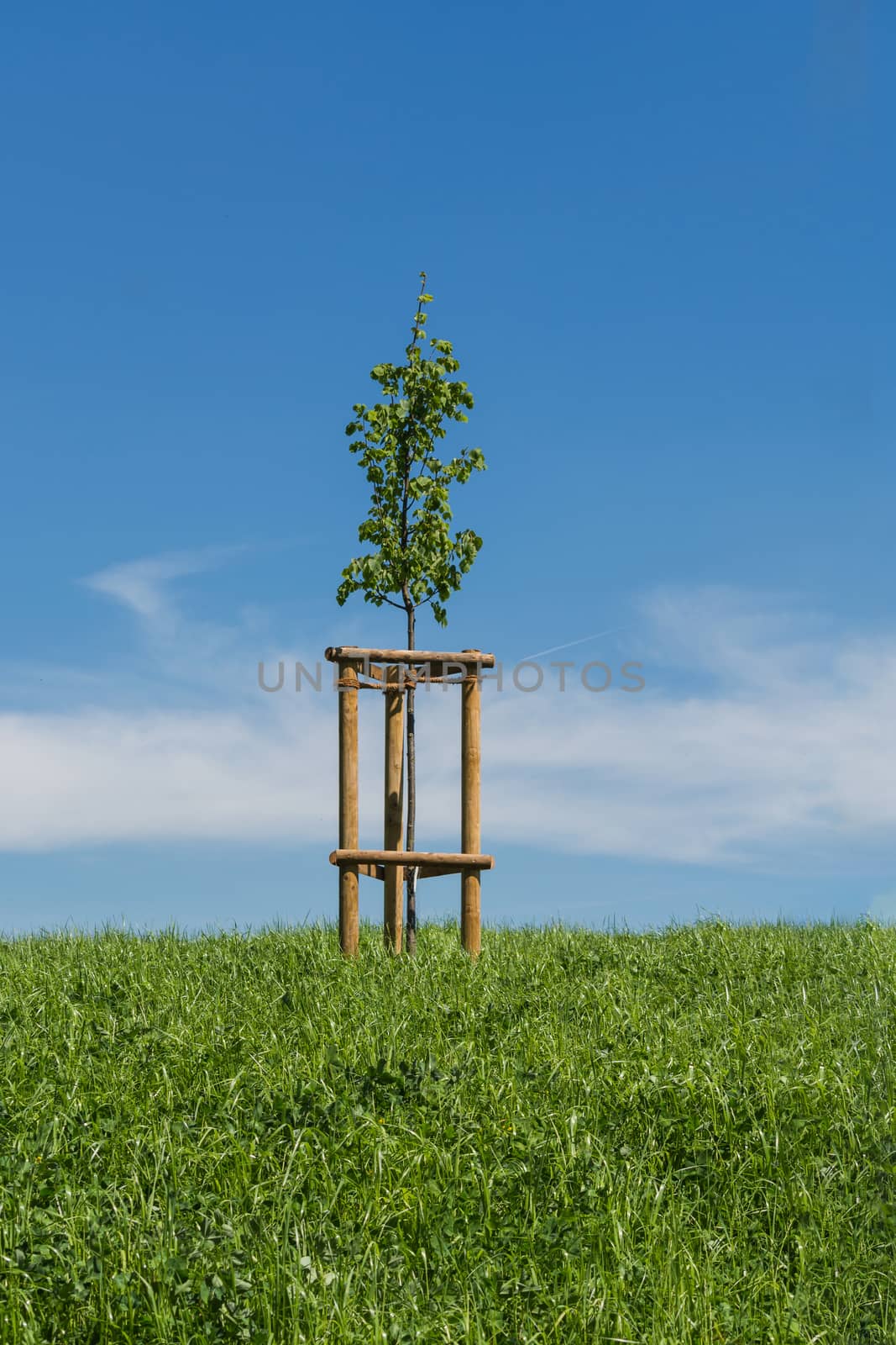 Small young tree on the green meadow against blue sky and sun.