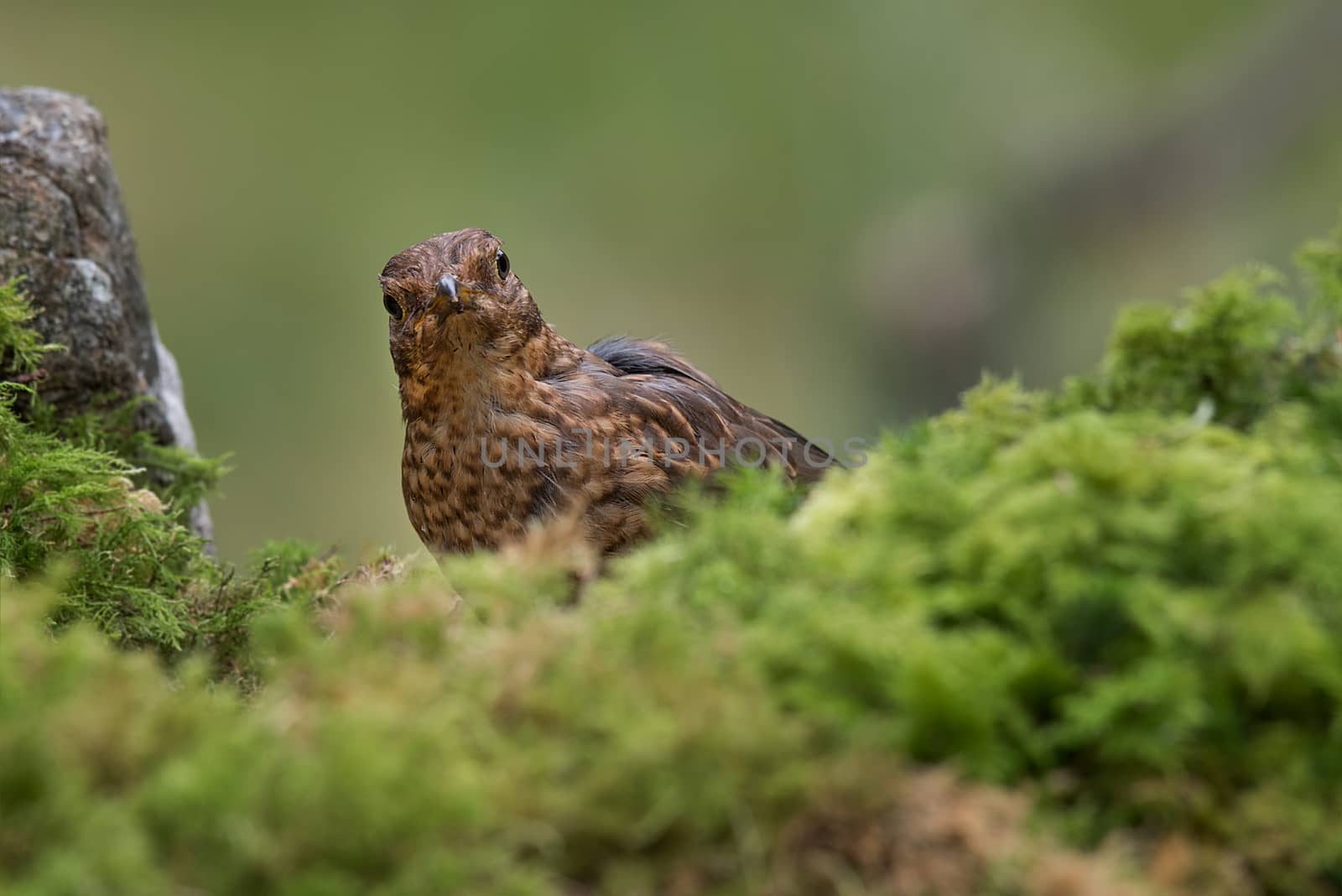 Close image of an inquisitive  juvenile blackbird standing on a branch covered in moss and lichen staring forward