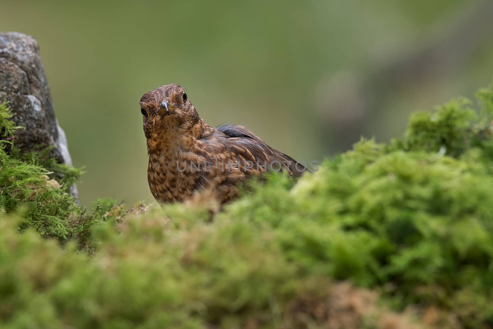 Juvenile blackbird by alan_tunnicliffe