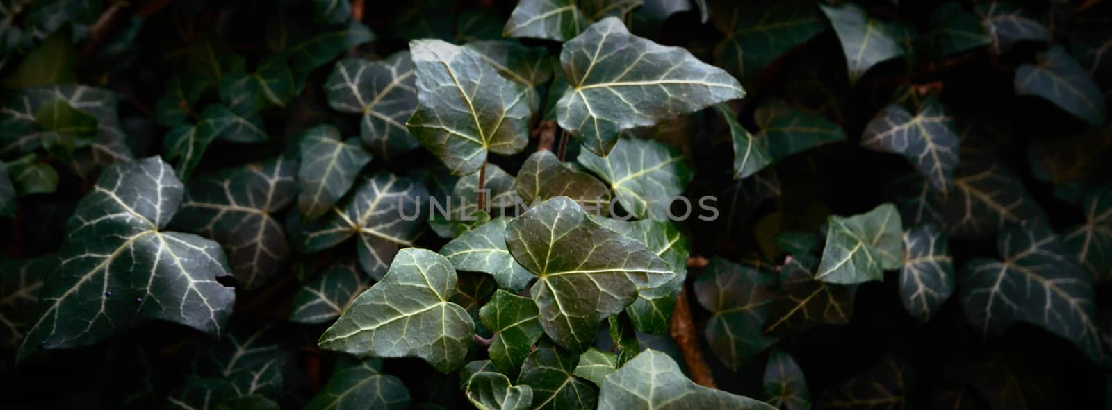 plants for natural background, nature series
