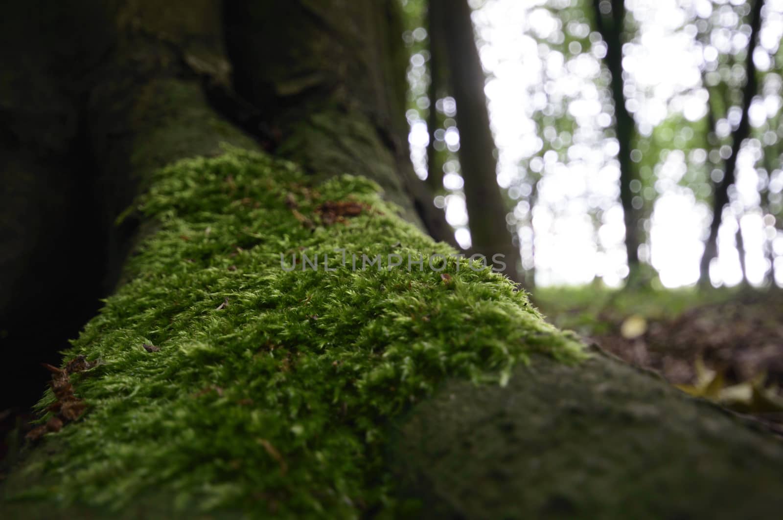 plants for natural background, nature series