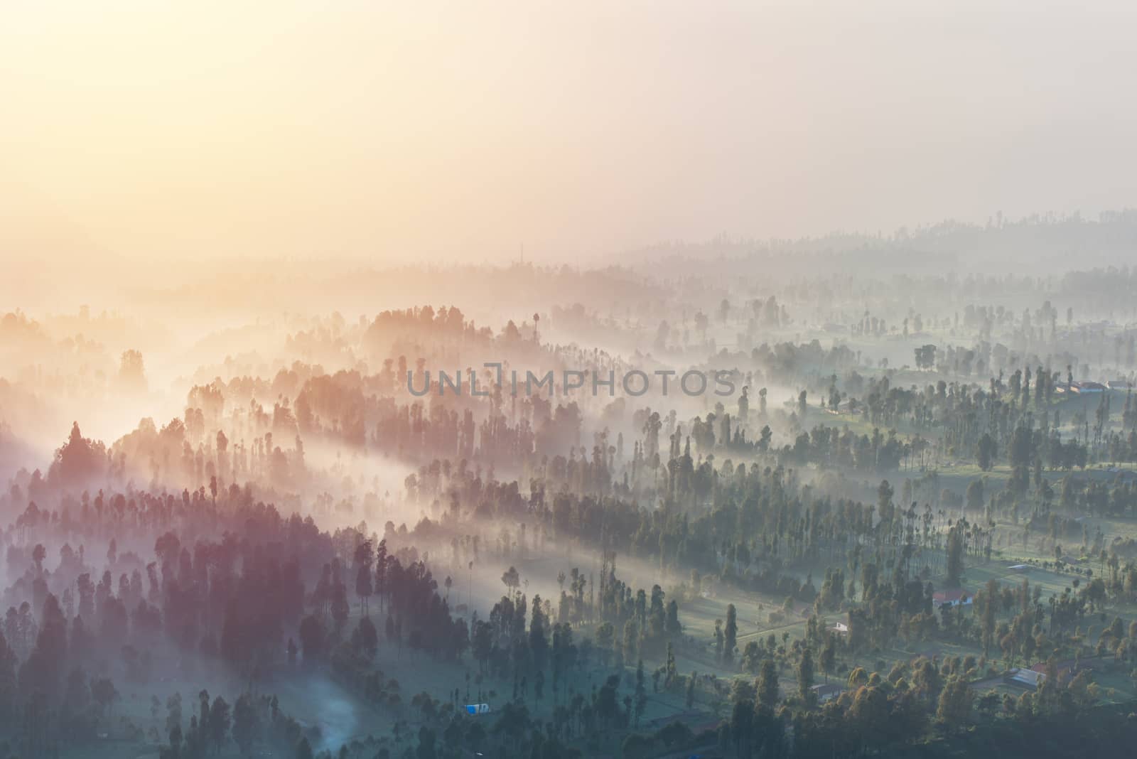 Coniferous Forest with sun beam at Bromo Tengger Semeru National Park, East Java, Indonesia