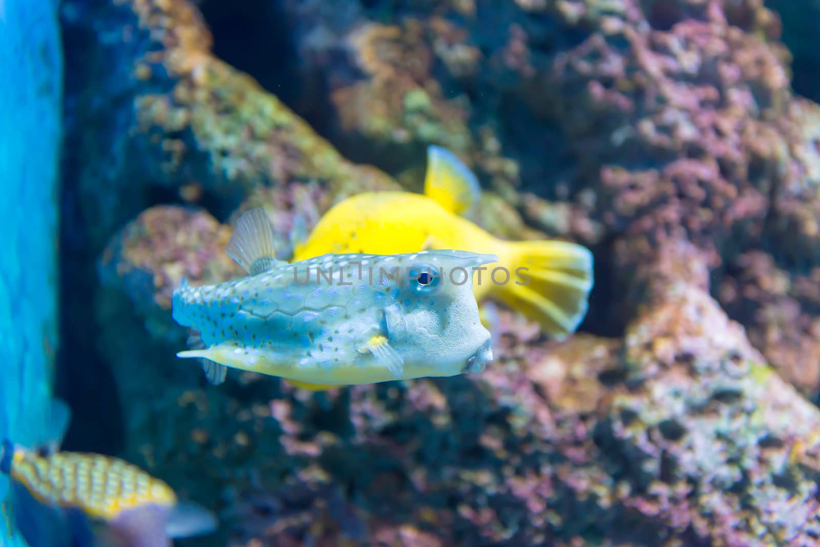 White-spotted puffer (Arothron hispidus). Marine fish in blue water.