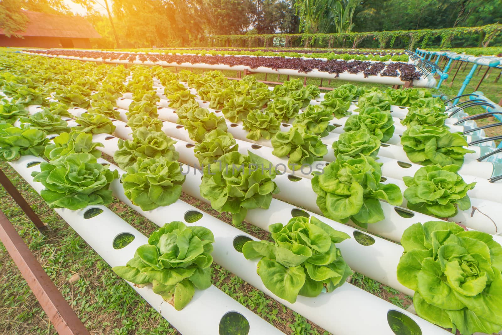 Organic hydroponic vegetable in the cultivation farm.