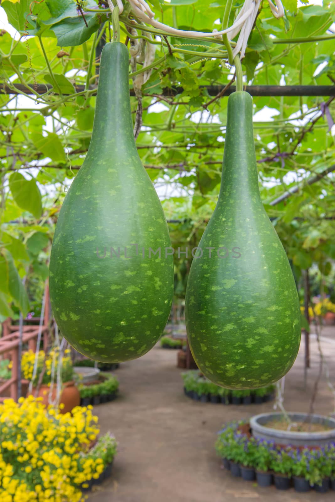 Hanging winter melon in the garden or Wax gourd, Chalkumra in farm.