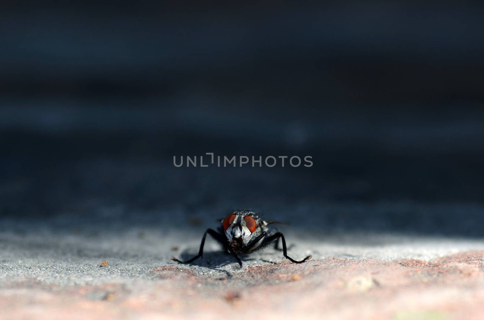 Close up view of small fly standing on the sun