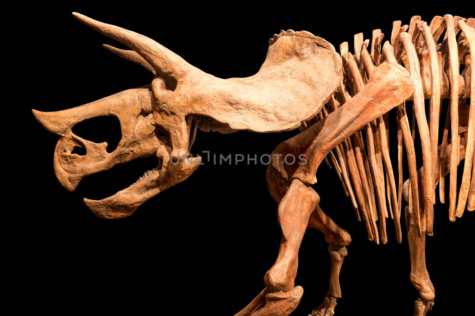 Skeleton of Triceratops . isolate background by stockdevil