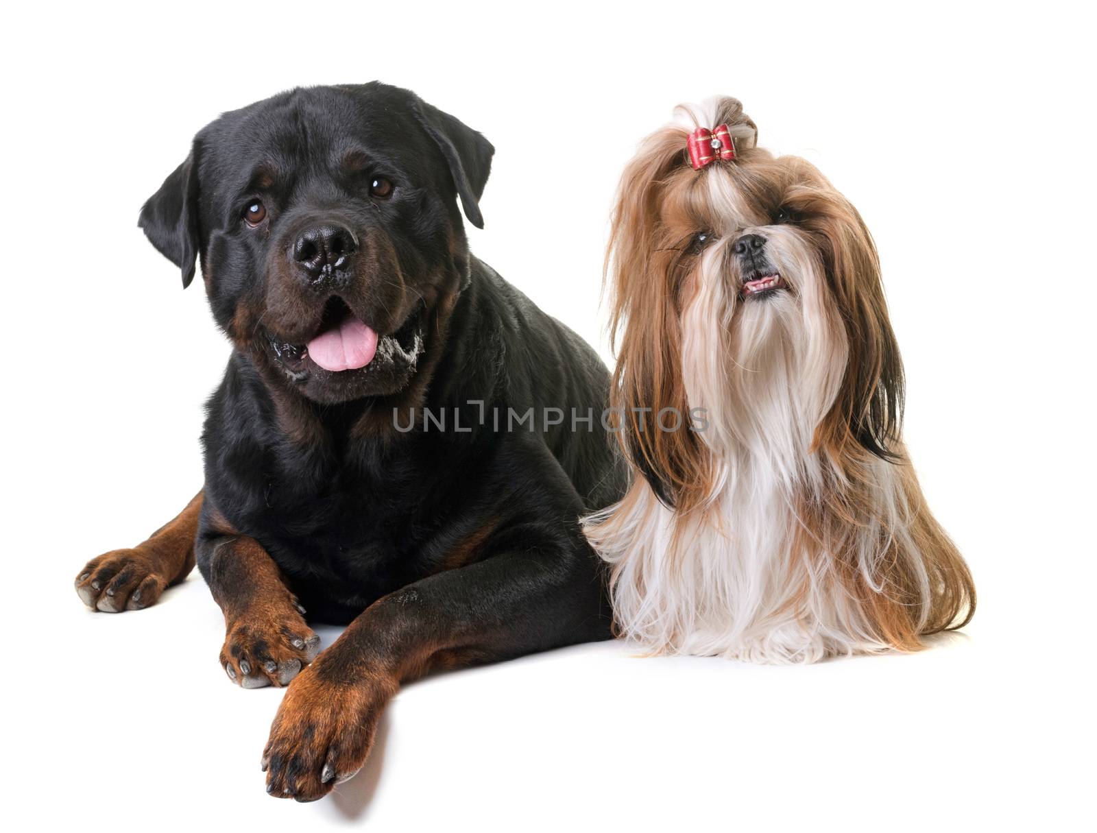 shihtzu and rottweiler by cynoclub