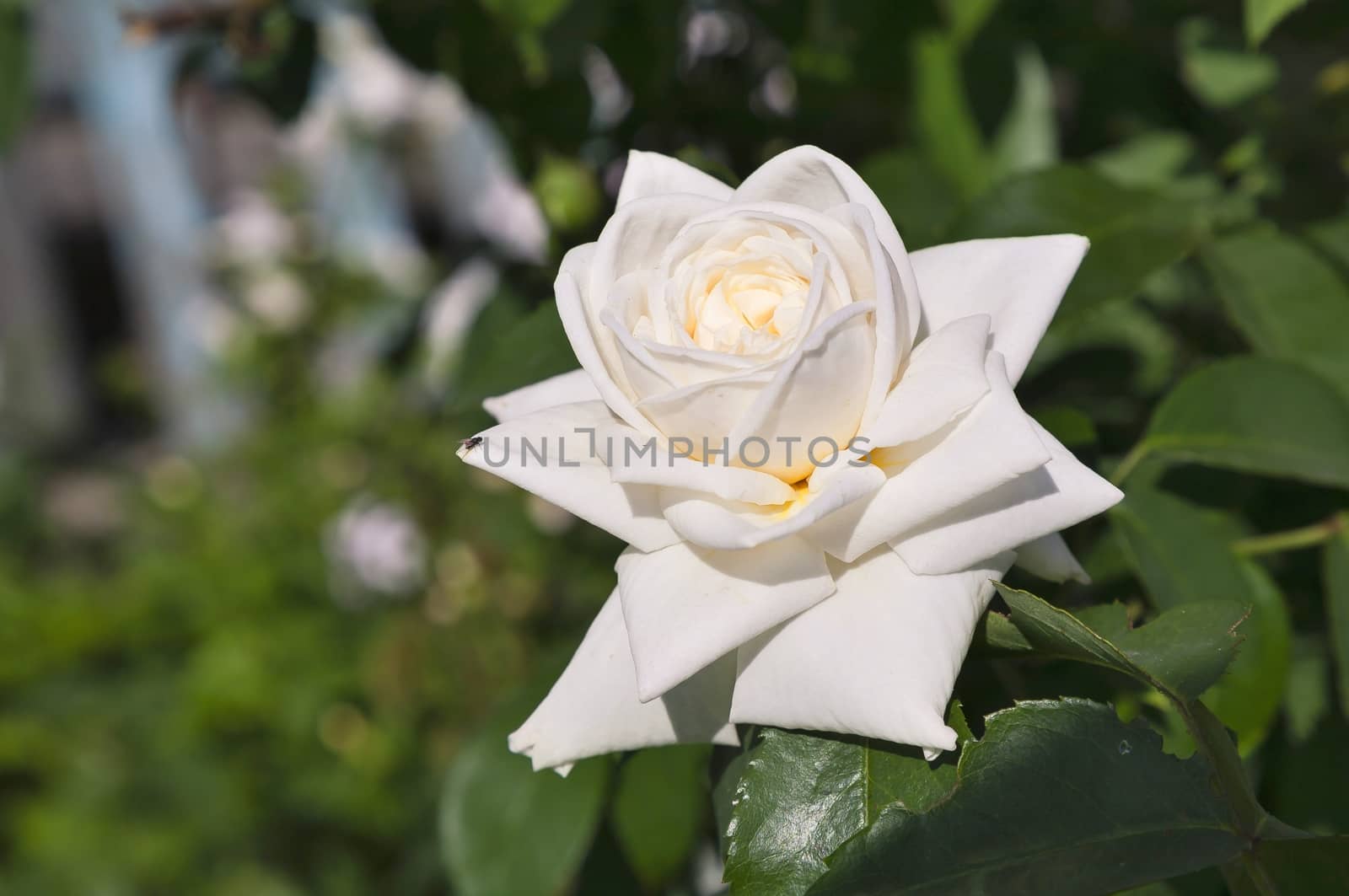 delicate cream rose on soft green background