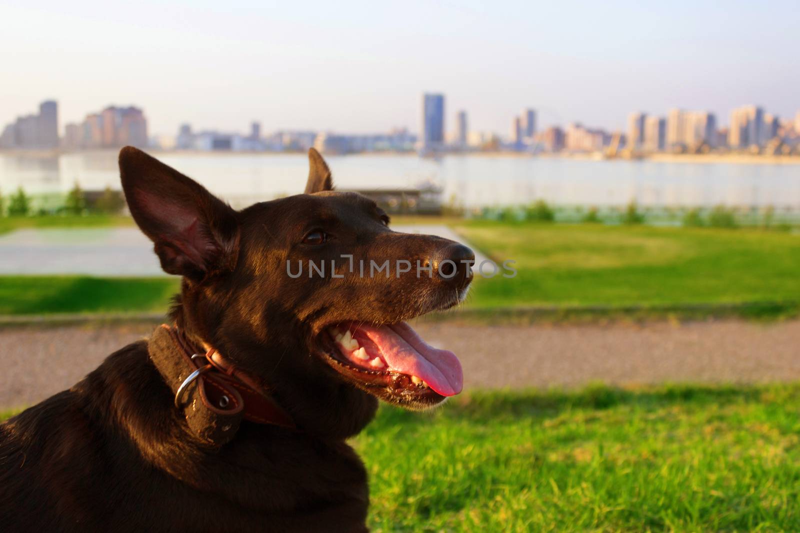 happy black dog with tongue in a city park