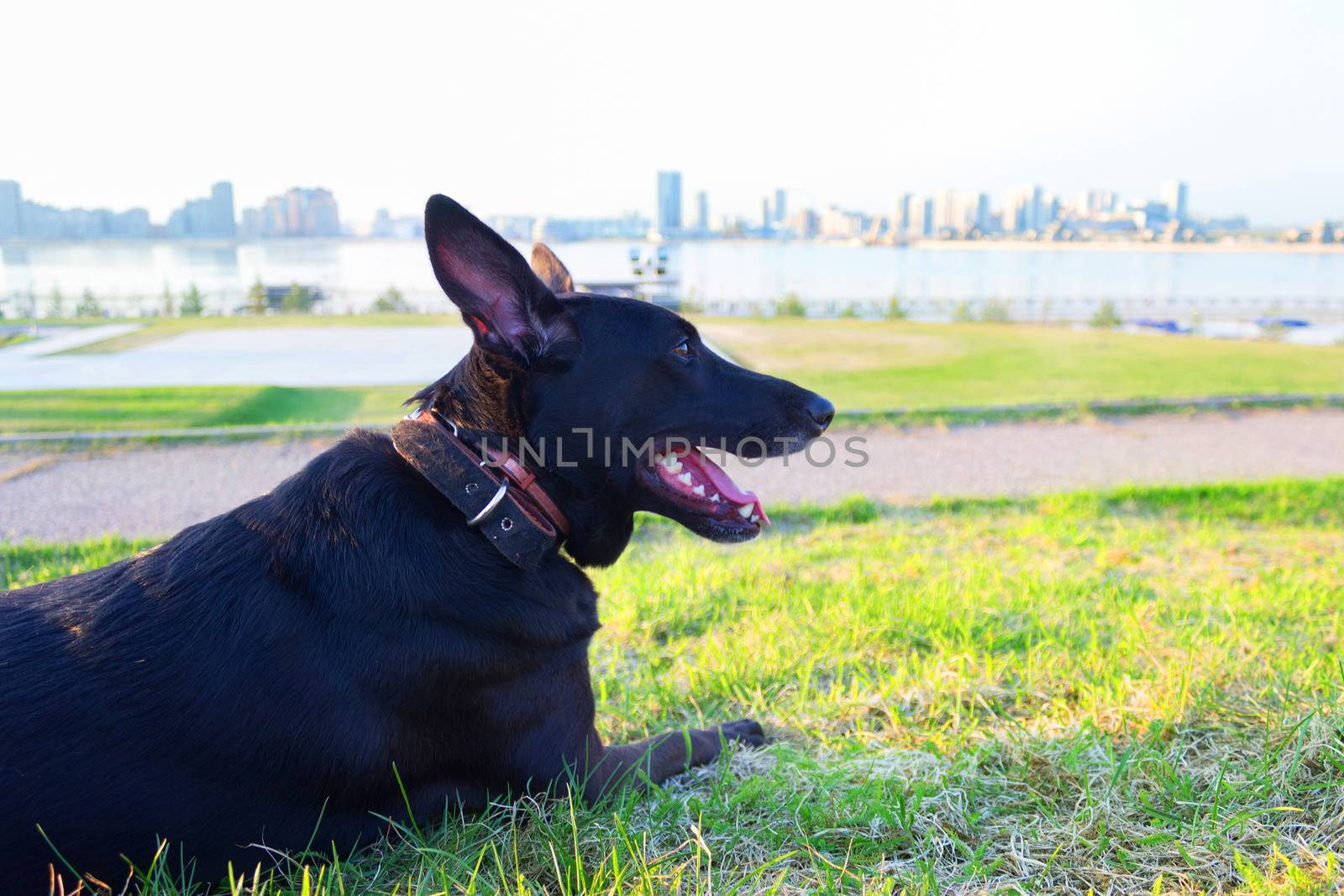 happy black dog with tongue in a city park