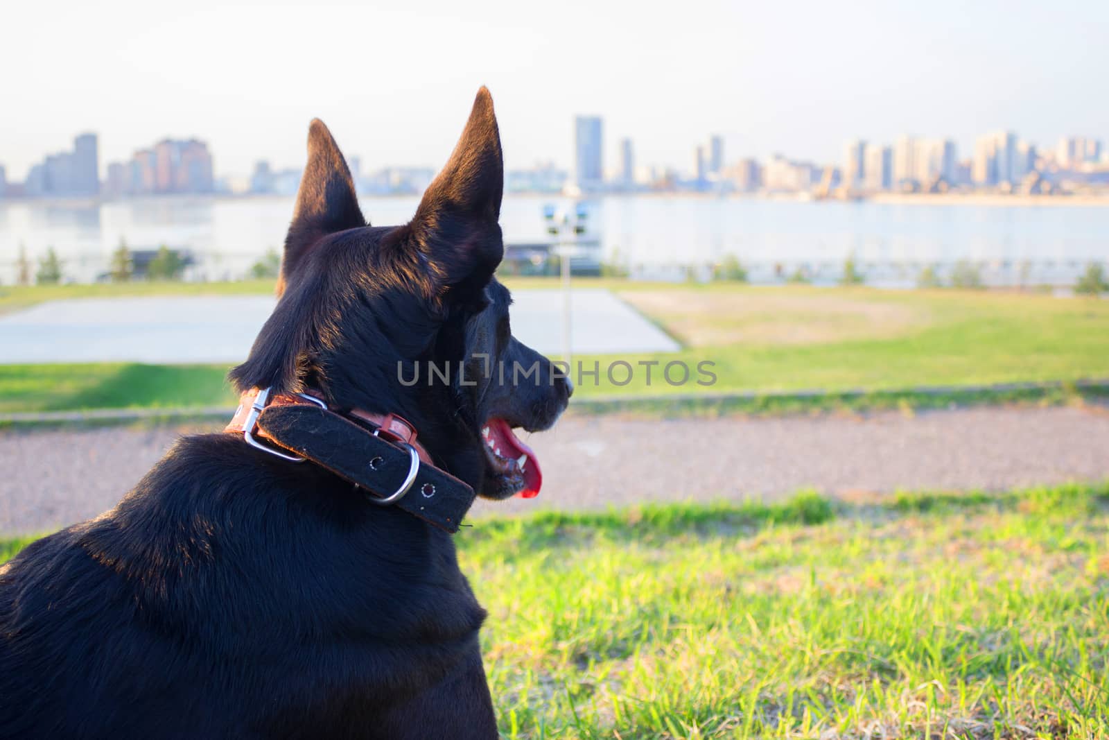 happy black dog with tongue in a city park