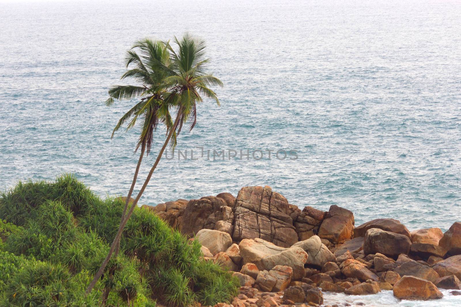 One Palm Tree Against ocean With Copy Space