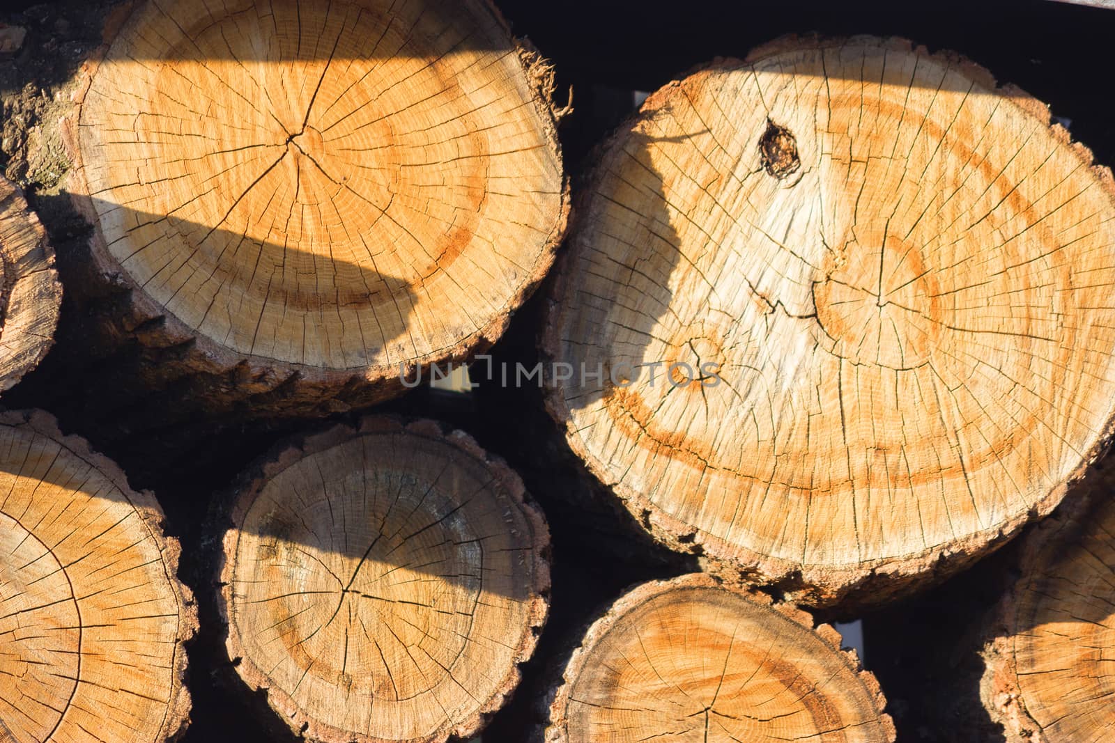 closeup of chopped firewood in warm sunlight