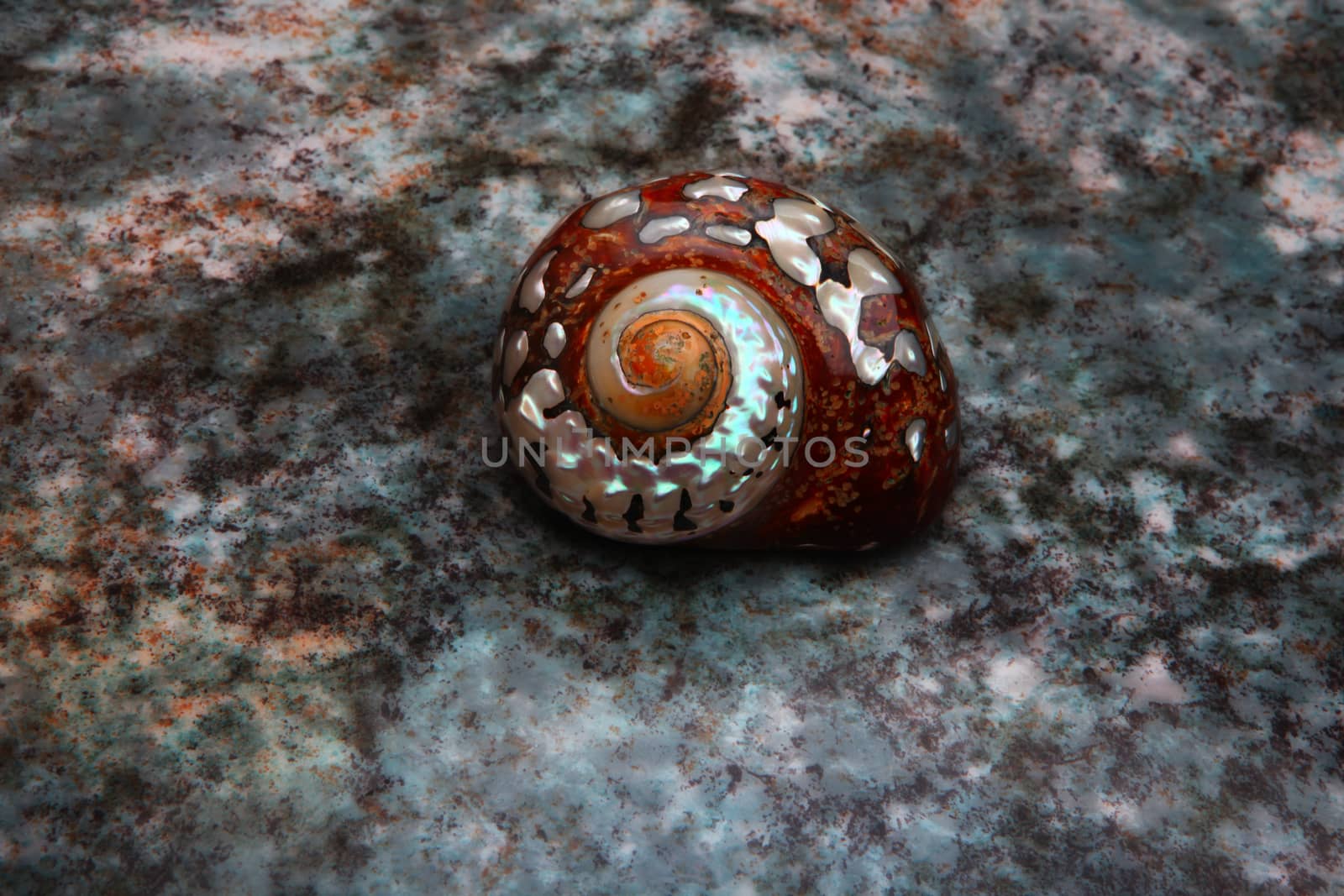 Sea shell Studio quality marble texture