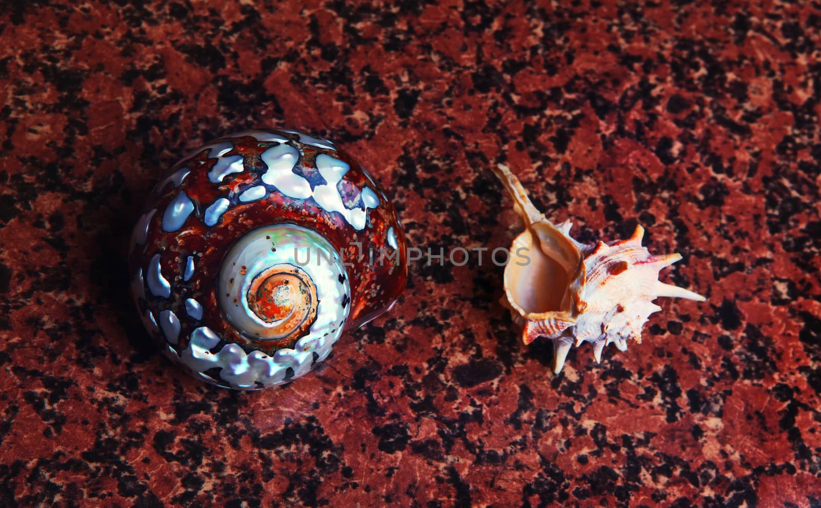 Sea shell Studio quality marble texture