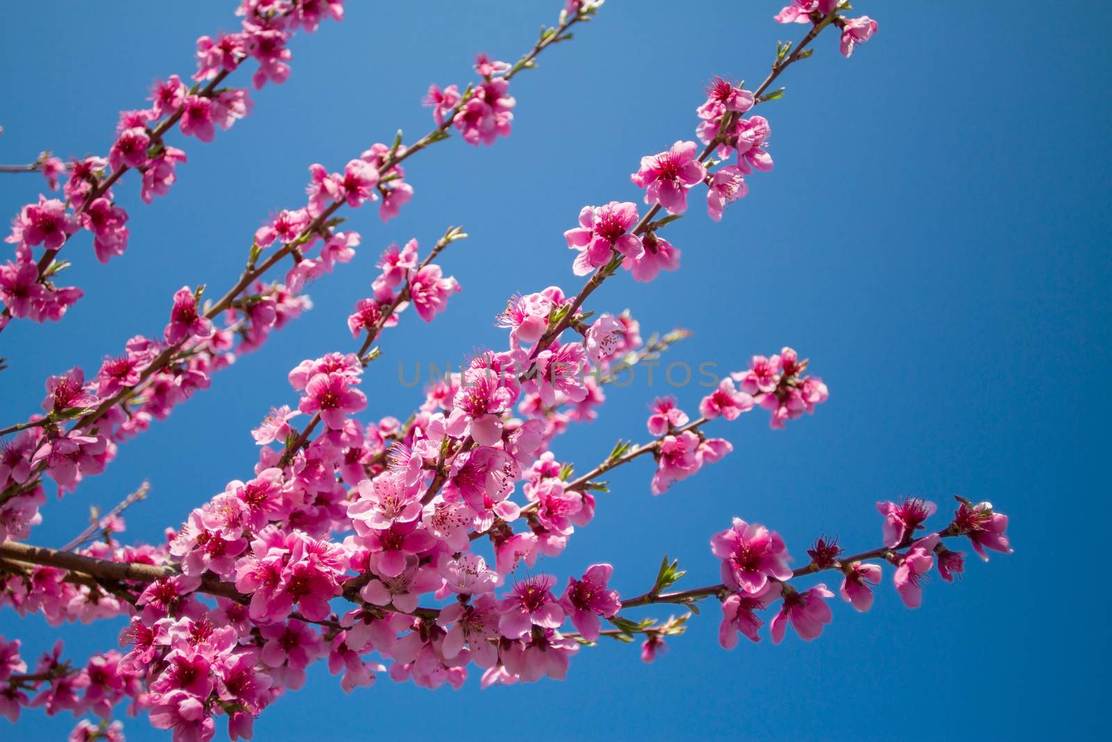 Peach blossoms close-up against the blue sky