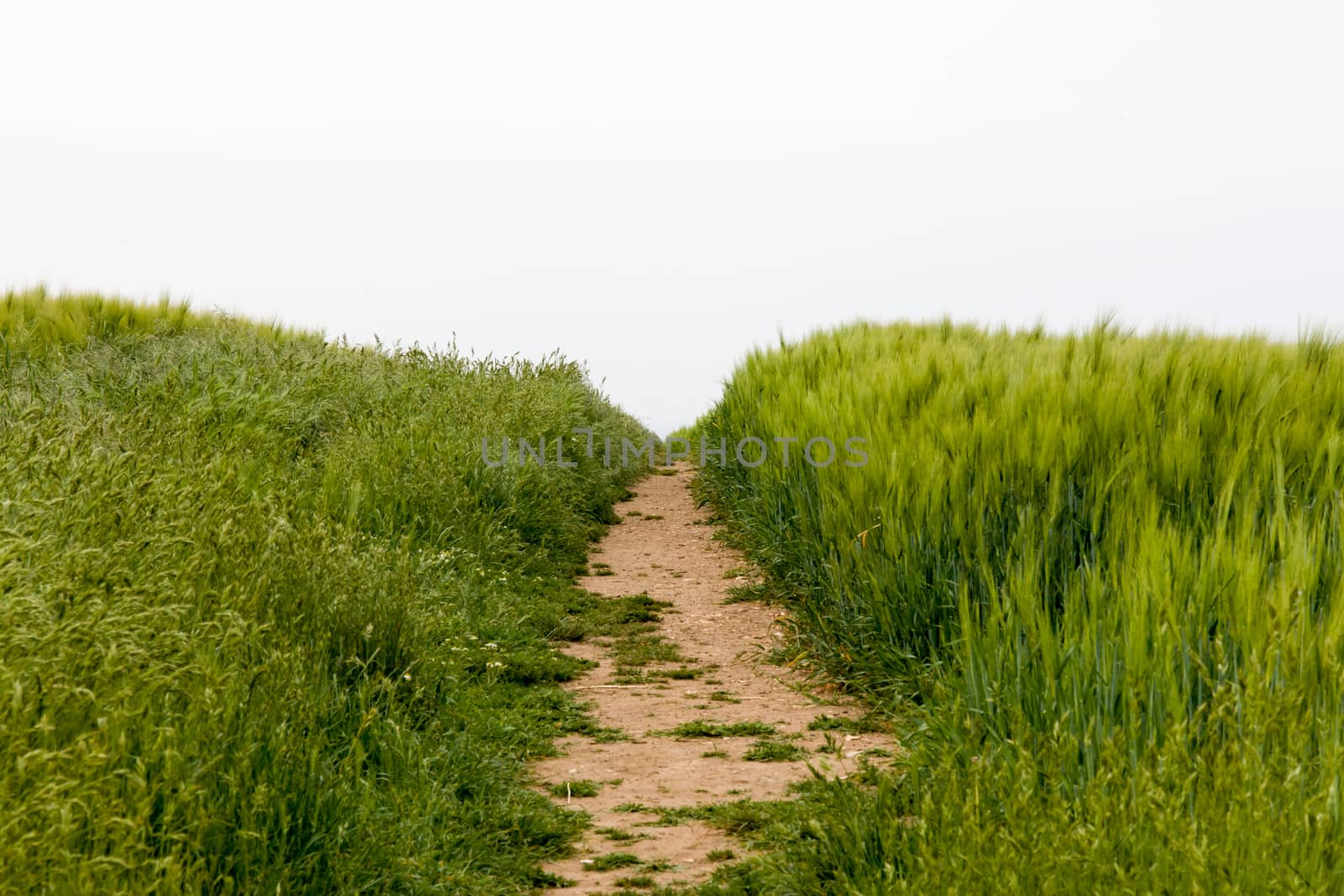 Footpath worn across crop field in southern England