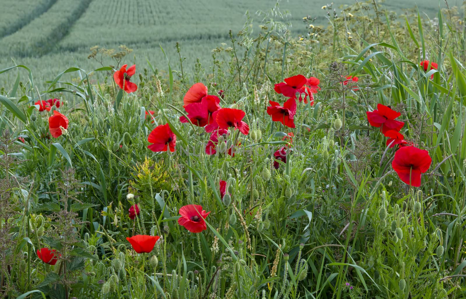Poppies growing by crop field in southern England.