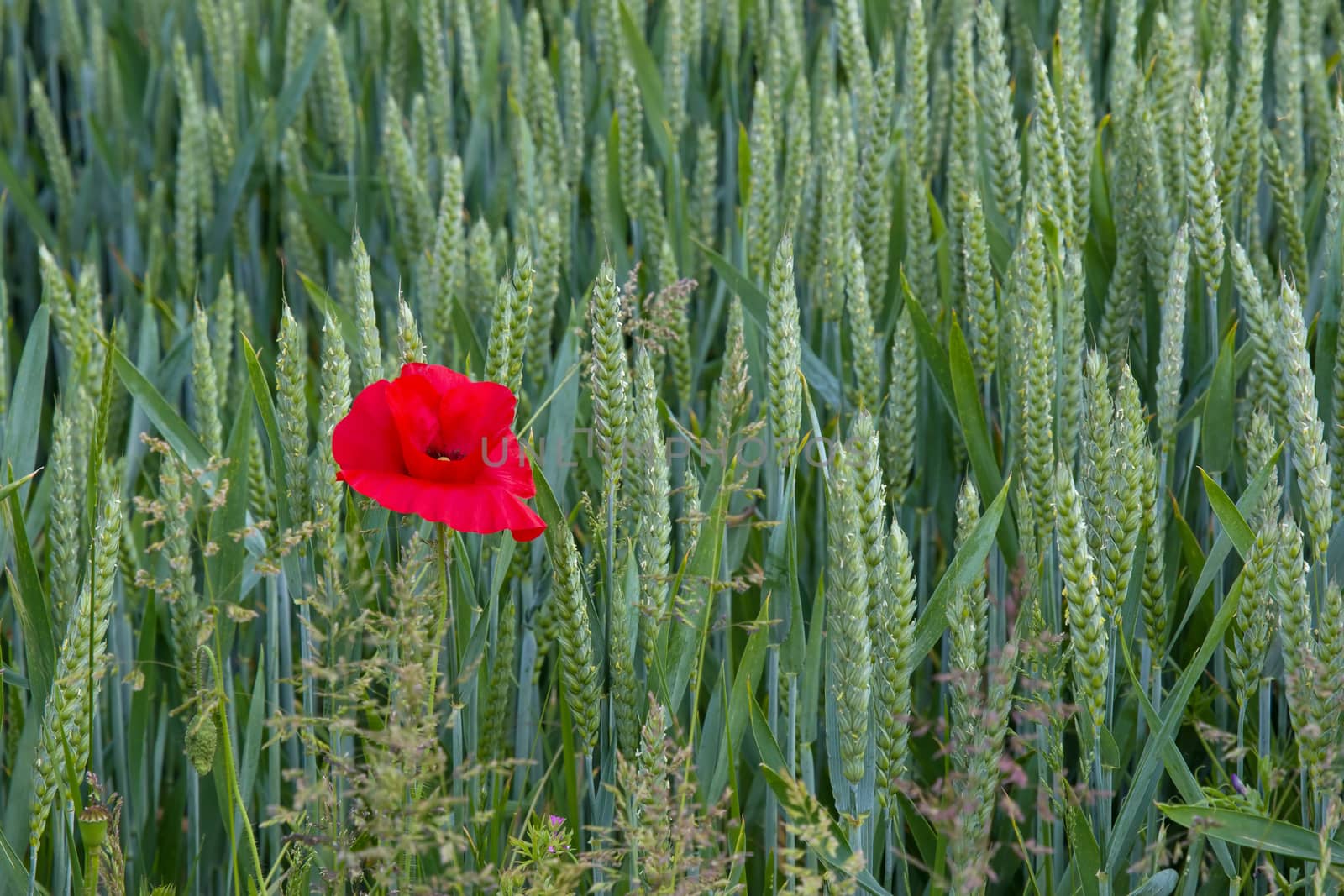 Lone poppy growing in wheat field in East Sussex, England. Shown on left of image.