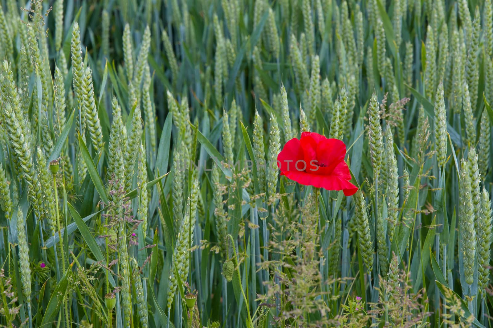 Lone poppy growing in wheat field in East Sussex, England. Shown on right of image.