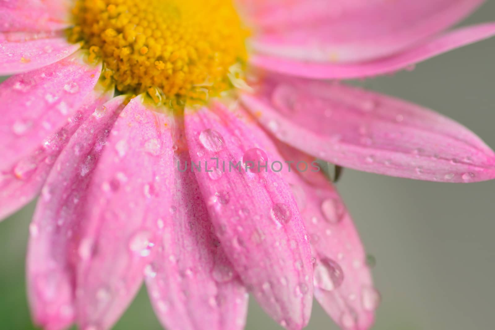 Macro texture of pink colored Daisy flowers with water droplets in horizontal frame