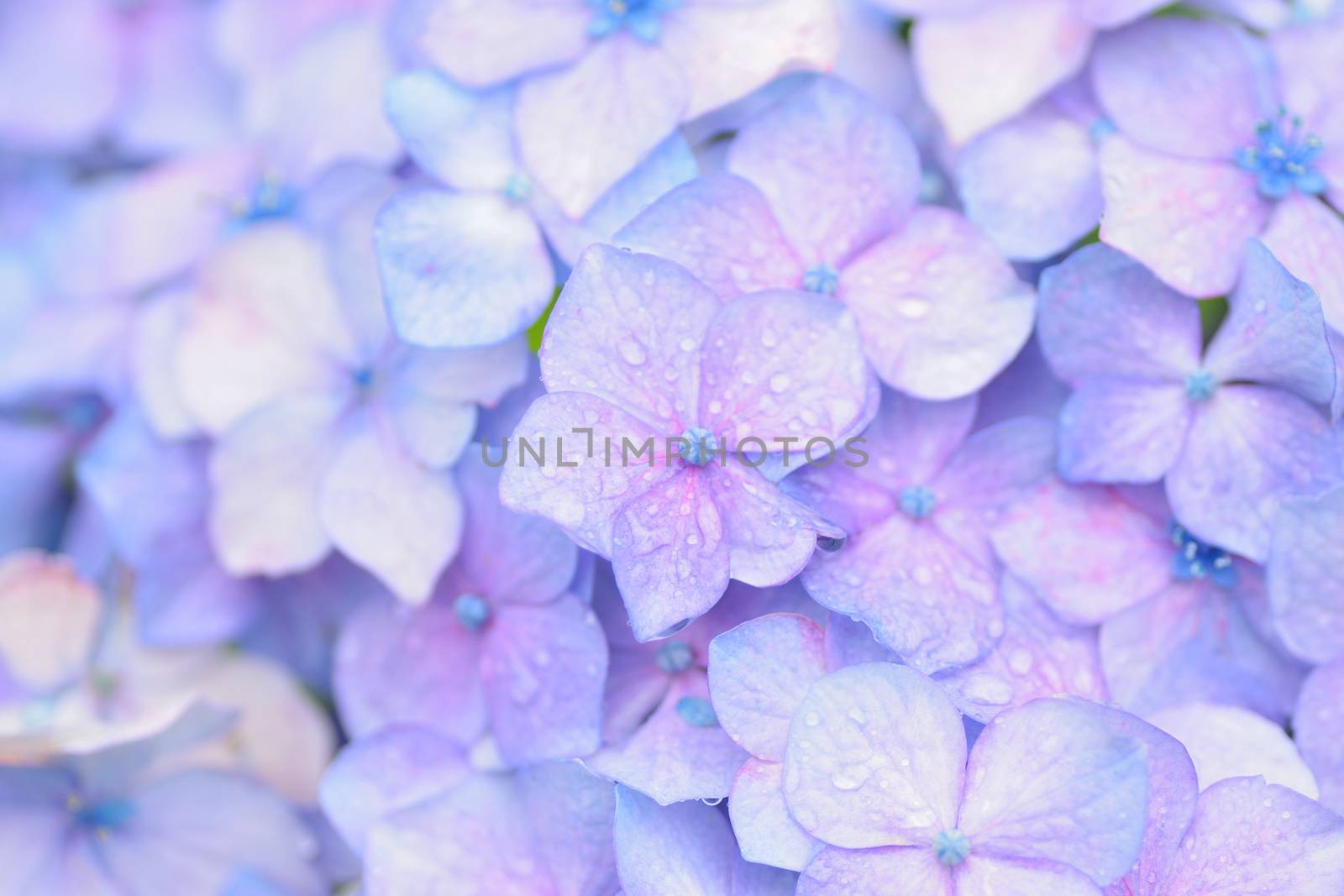 Macro texture of blue colored Hydrangea flowers with water droplets in horizontal frame
