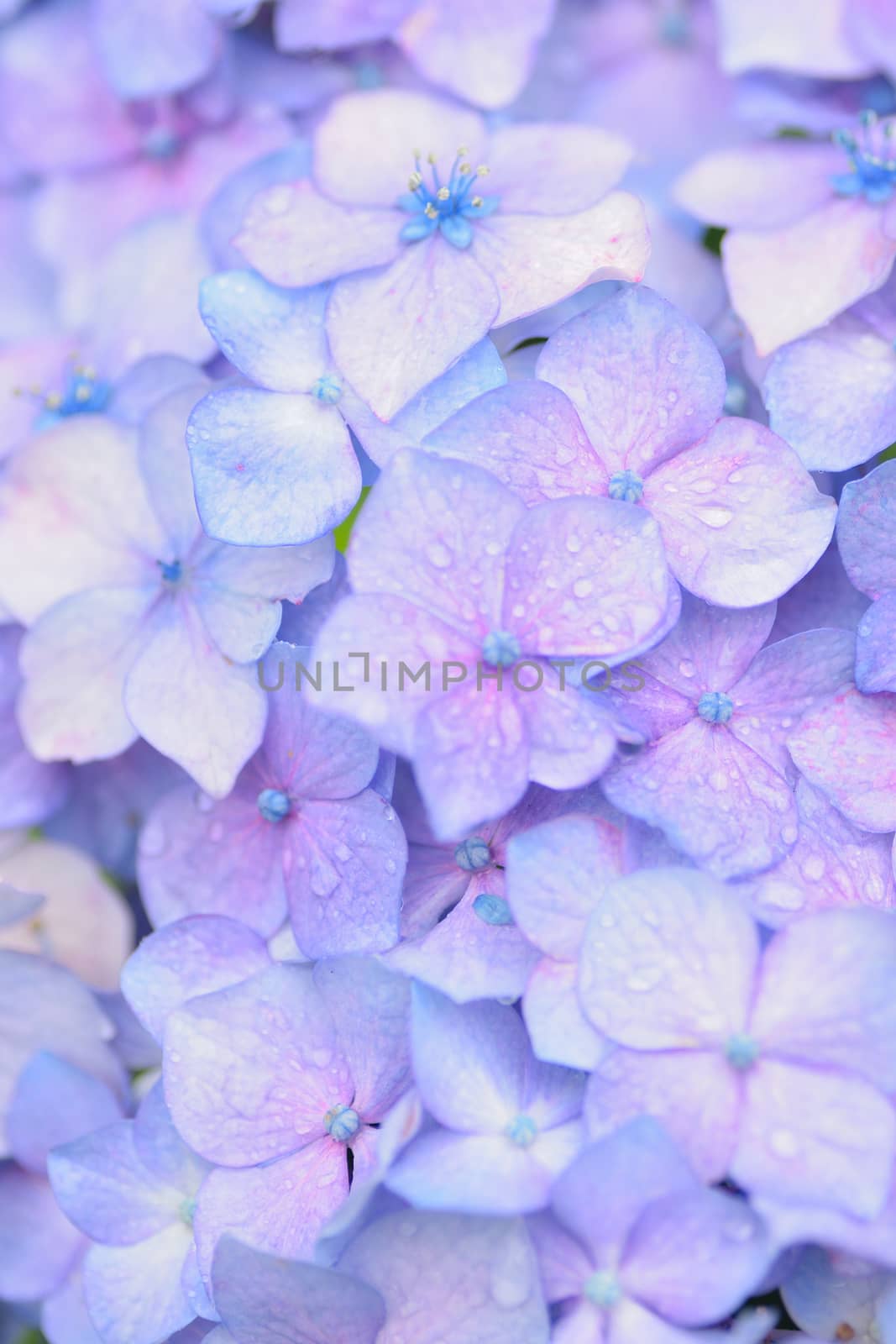 Macro texture of blue colored Hydrangea flowers with water droplets by shubhashish