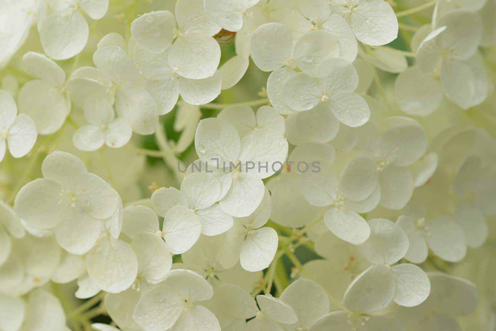 Macro texture of white colored Hydrangea flowers with water droplets by shubhashish