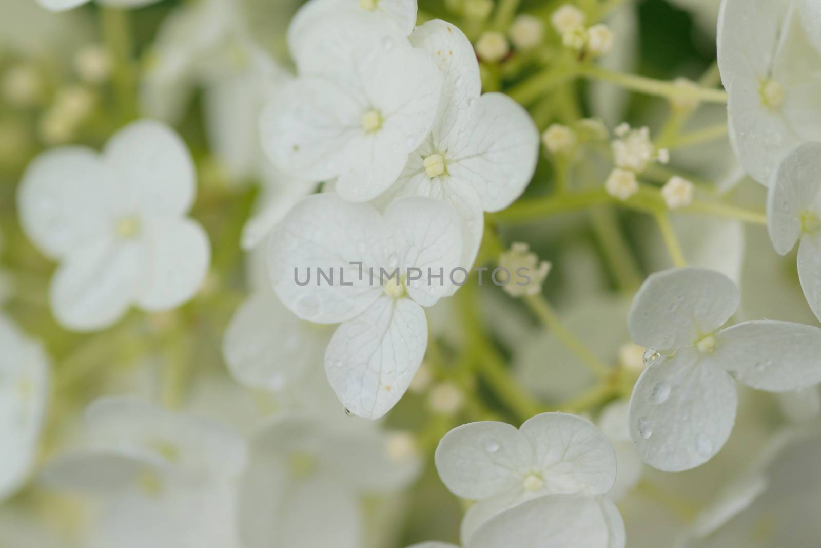 Macro texture of white colored Hydrangea flowers with water droplets in horizontal frame