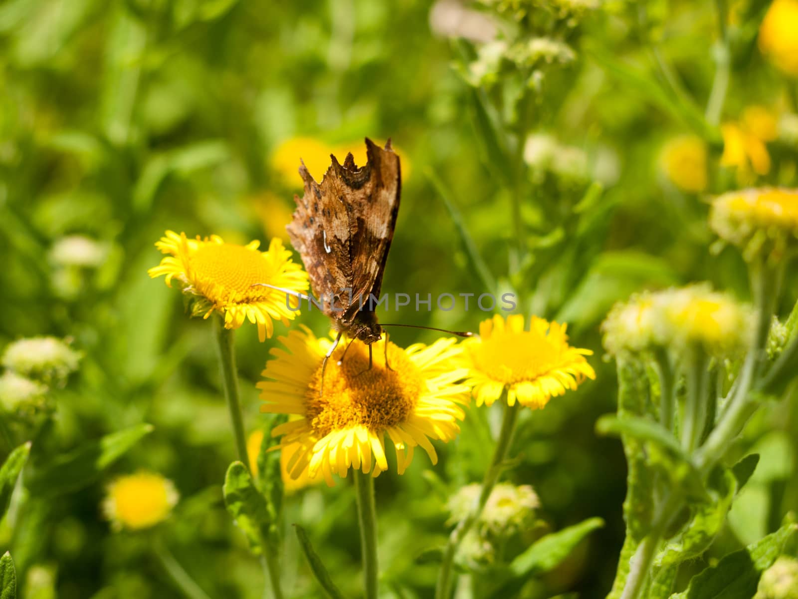 Closed Wing Comma Butterfly (Polygonia c-album) Close Up Front; Essex; UK
