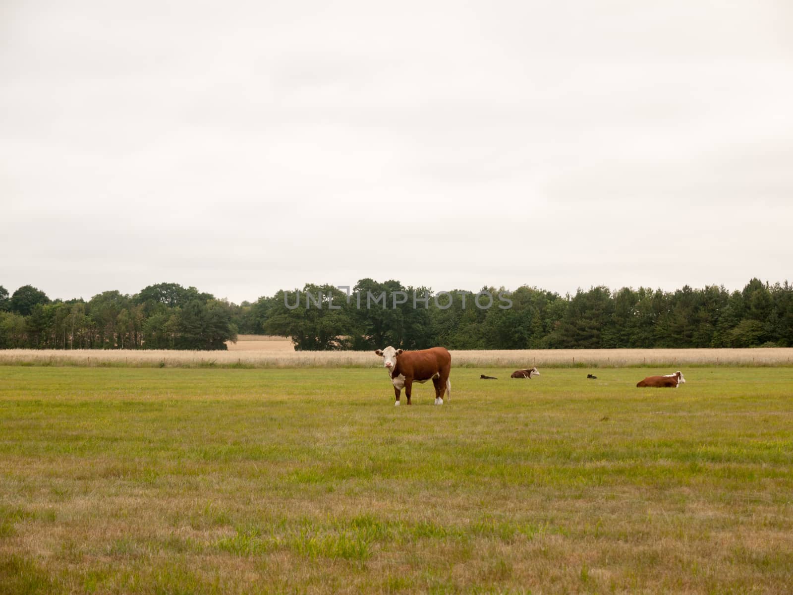 Cows in a Farmer's Field on An Overcast Day by callumrc