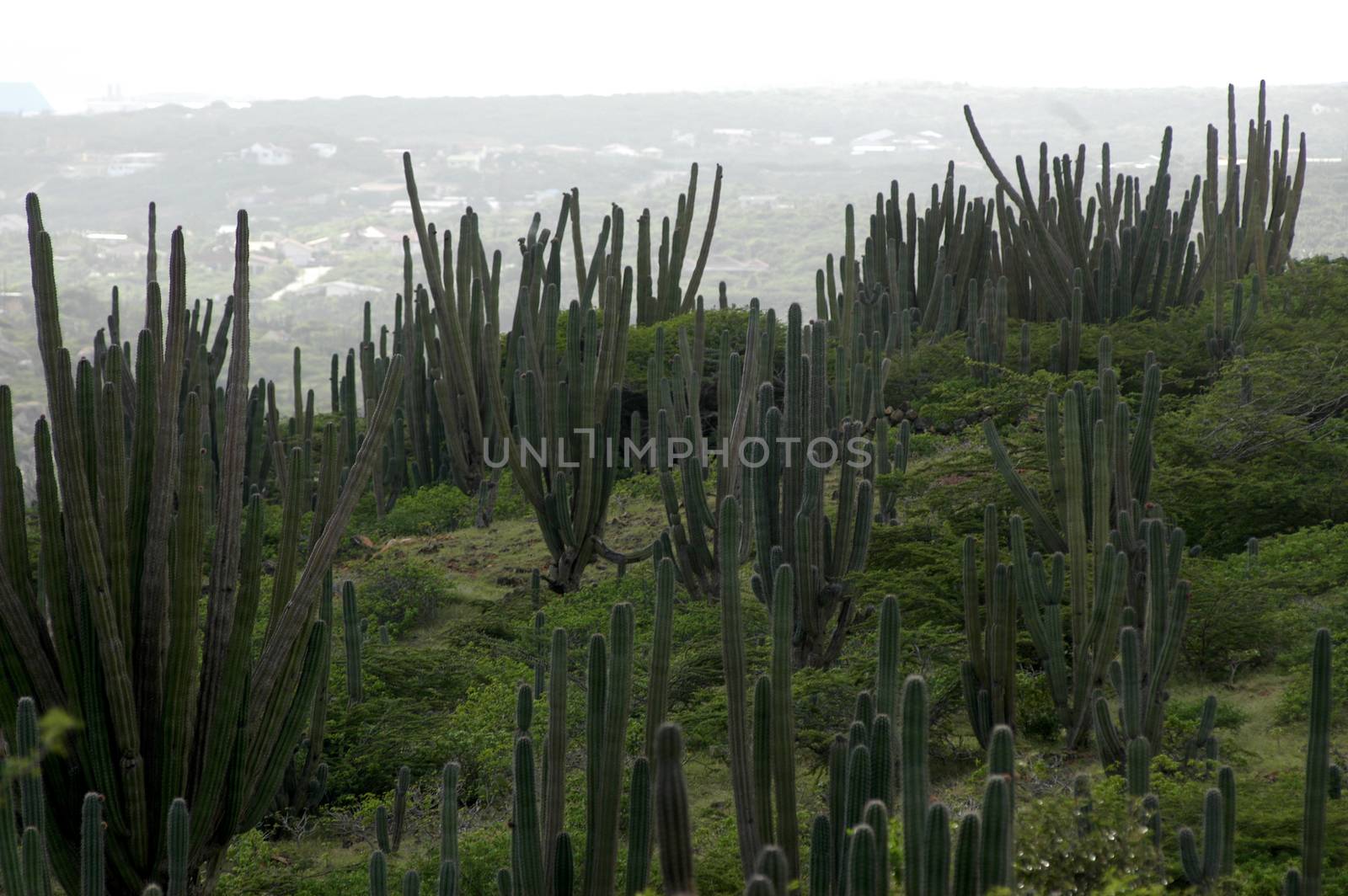 Landscape of cactus hill during cloudy day