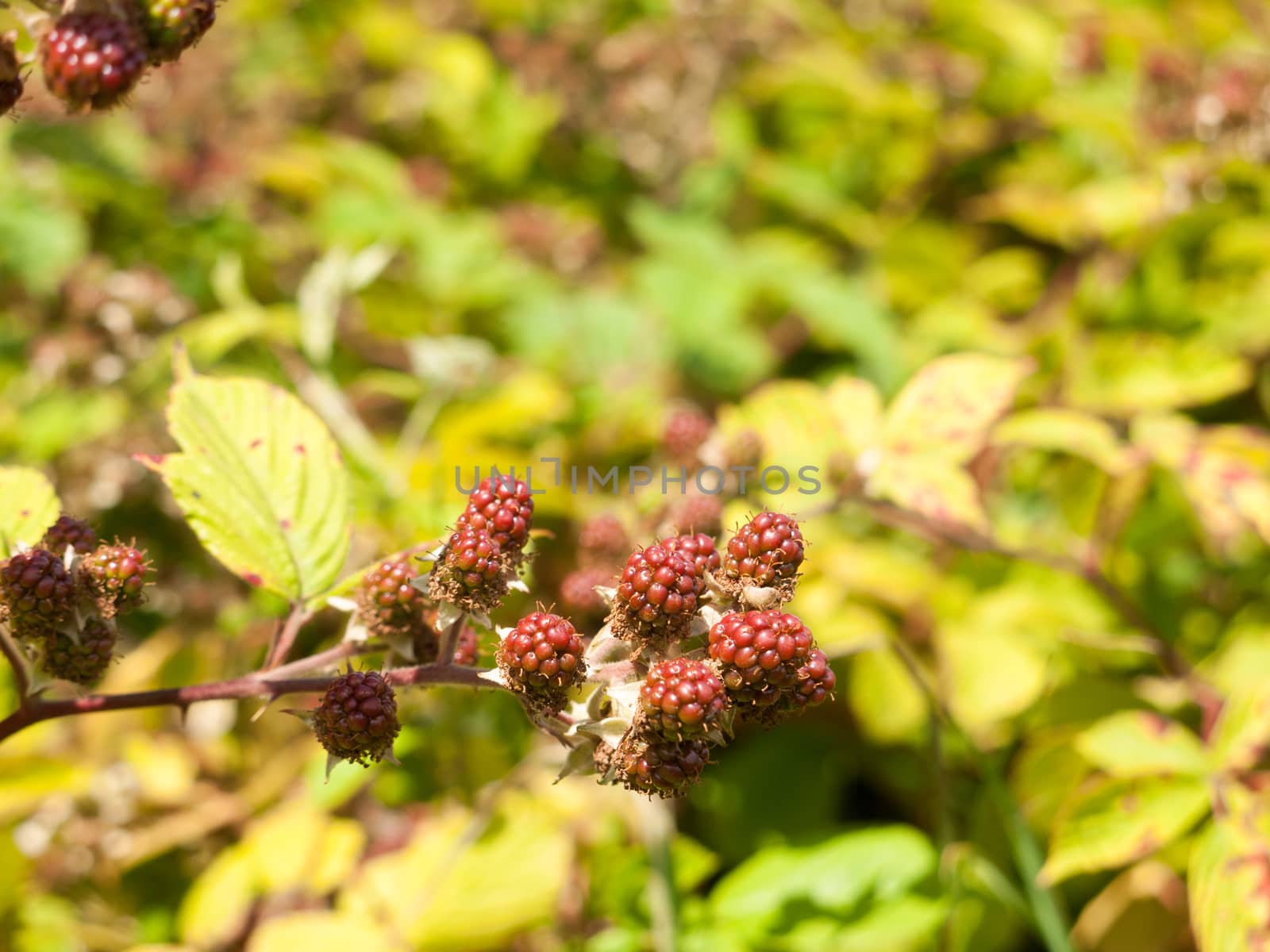 Growing Red Blackberries Bush Outside in Summer Fruit; Essex; UK