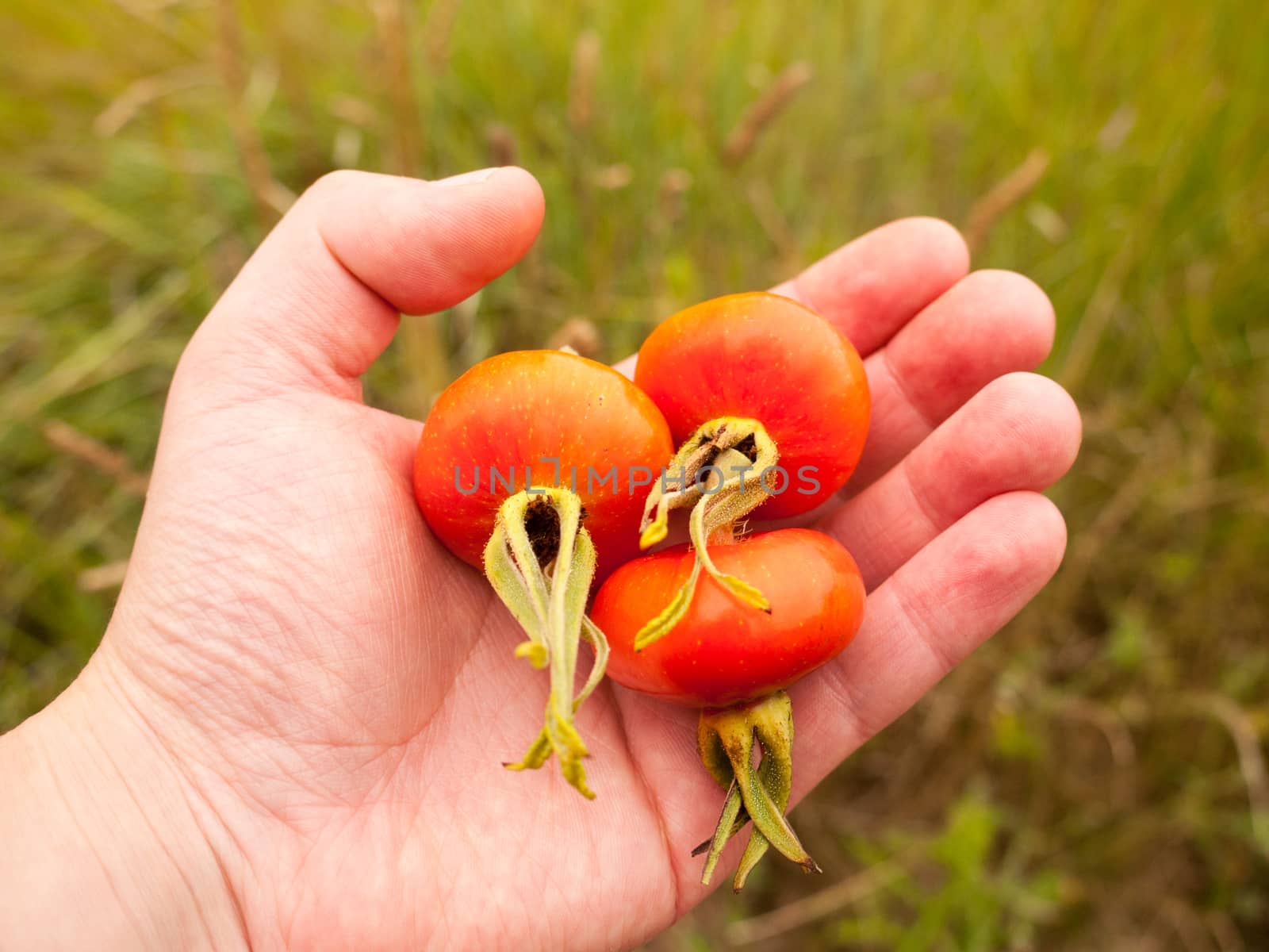 Three Picked Rosa rugosa Rose Hips Haws or Heps in Wild Held in Hand; Essex; UK