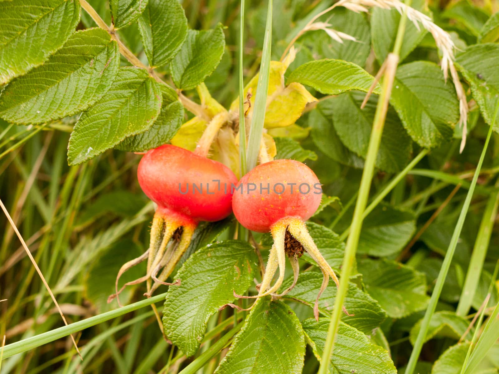 Two Growing Rosa rugosa Rose Hips Haws or Heps in Wild; Essex; UK