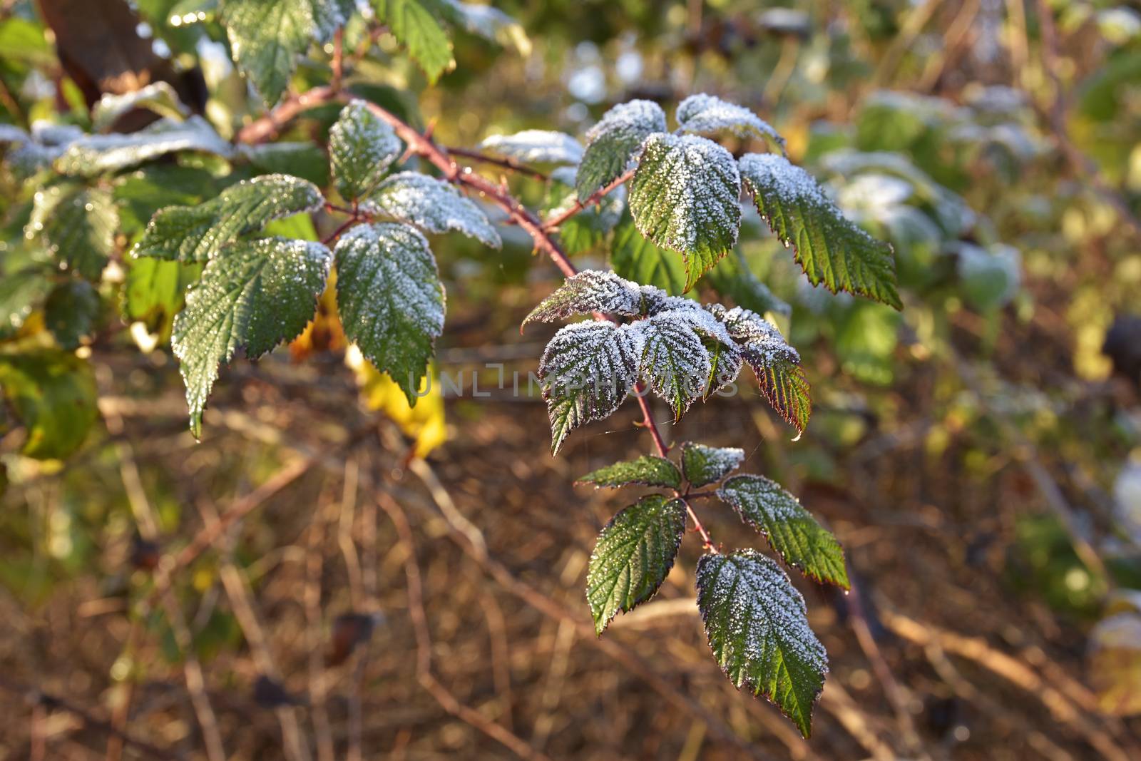 a plant with leaves covered by frost in winter