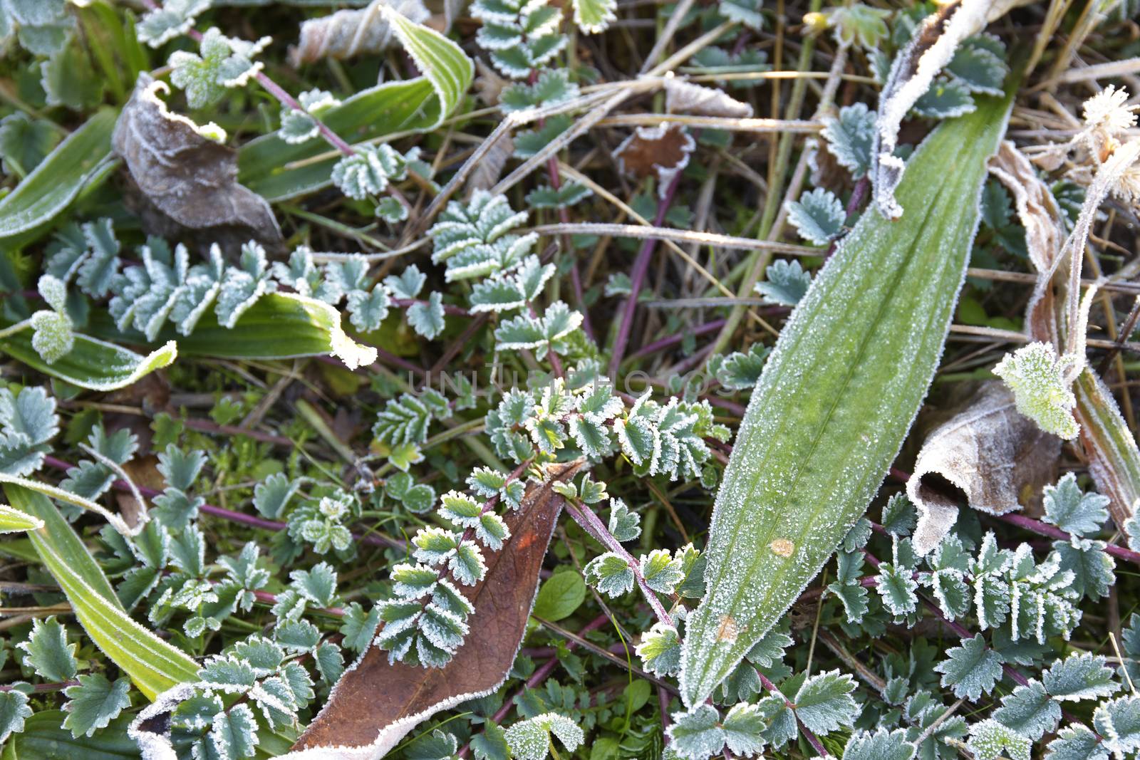 the frost on the grass in winter