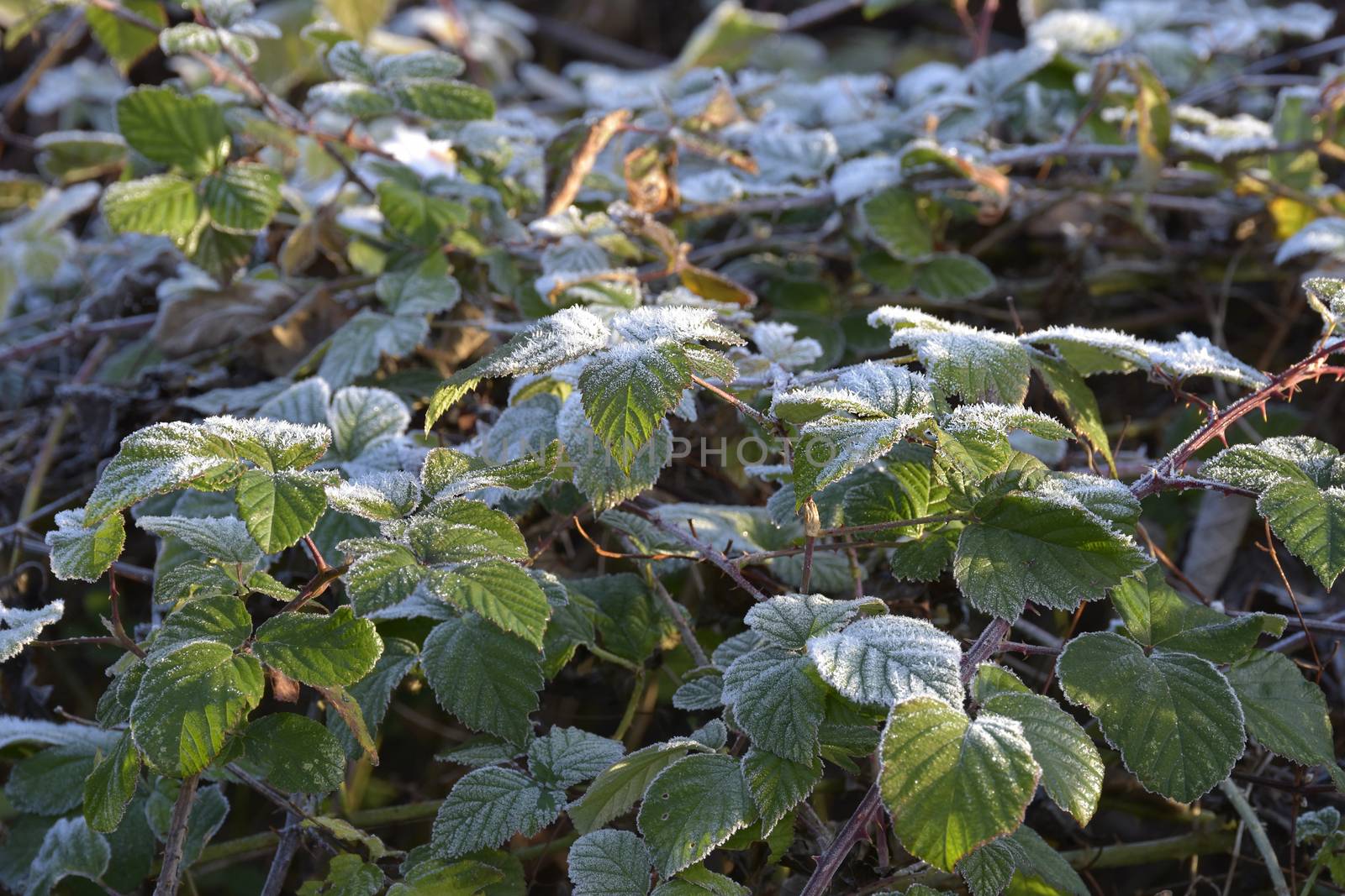 the frost on the grass in winter