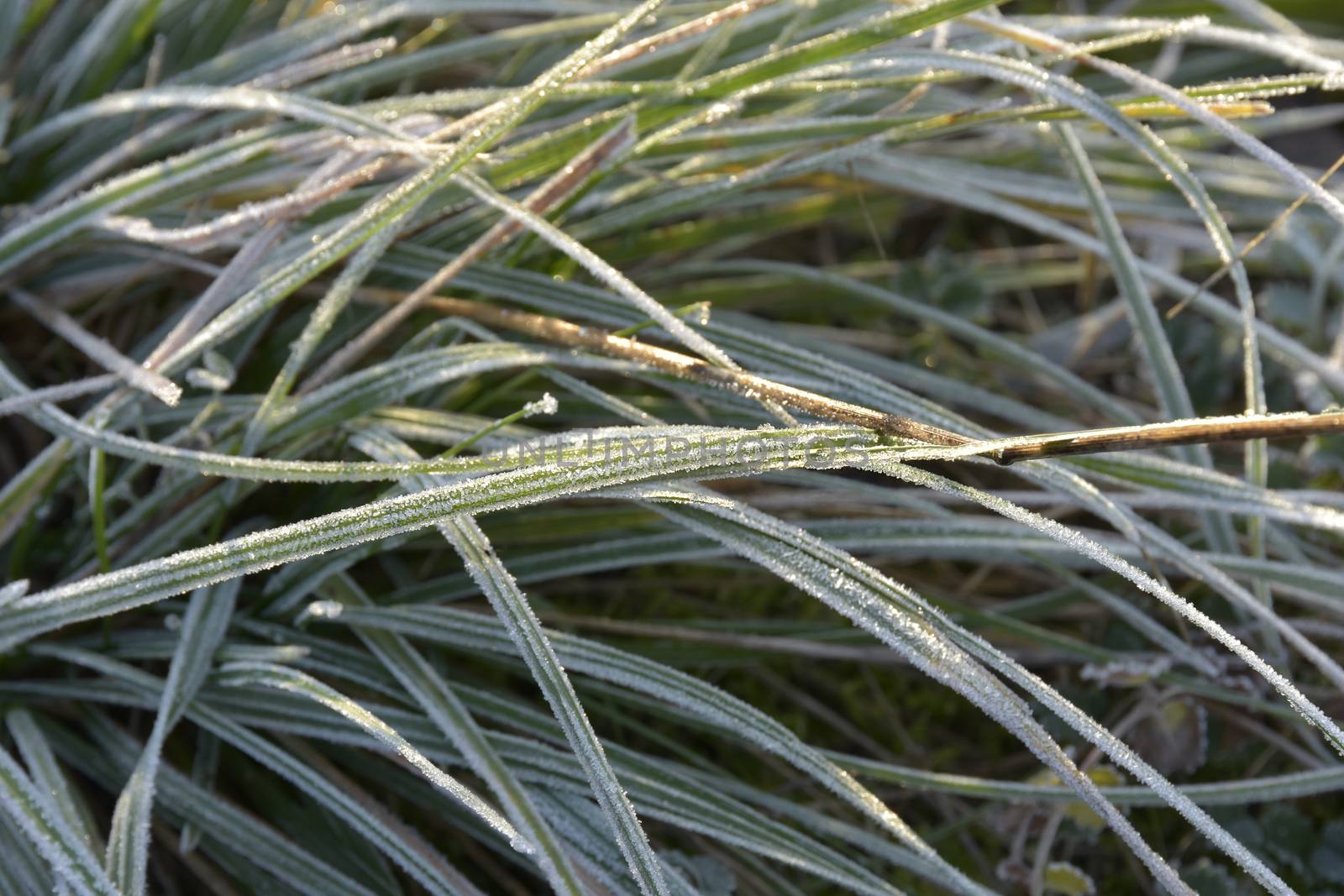 the frost on the grass in winter