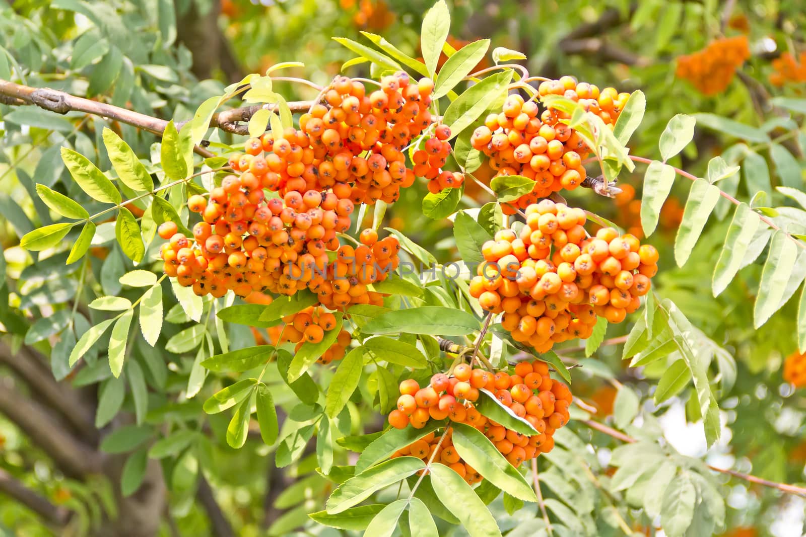 Yellow ripe rowanberry branch in summer day