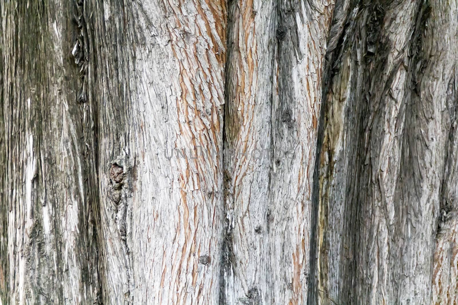 Horizontal photo grey texture of stem tree