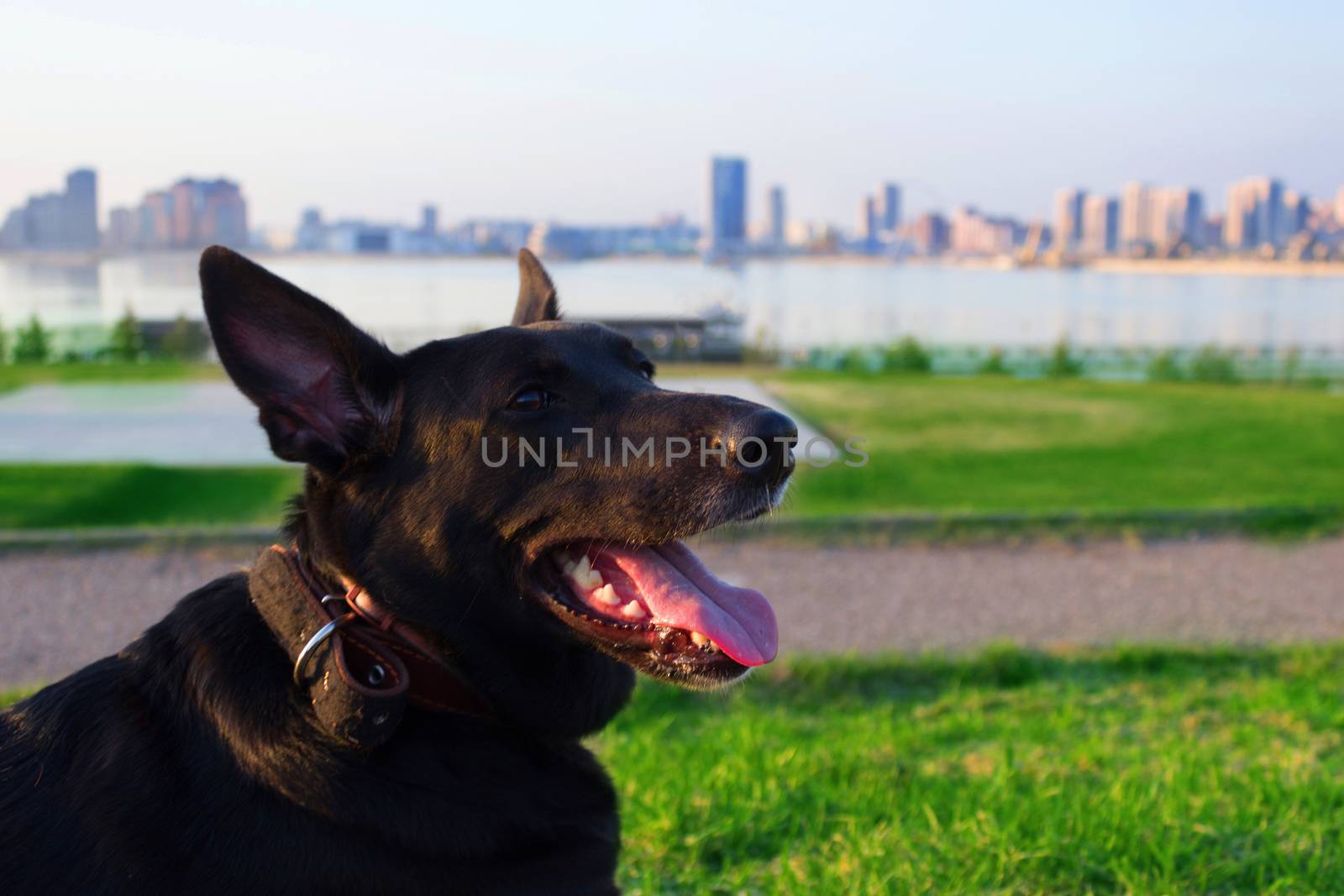happy black dog with tongue in a city park